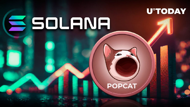 Solana Cat Meme Coin Surges 117%, but There Is Something You Need to Know